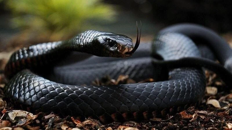 Mamba negra em close